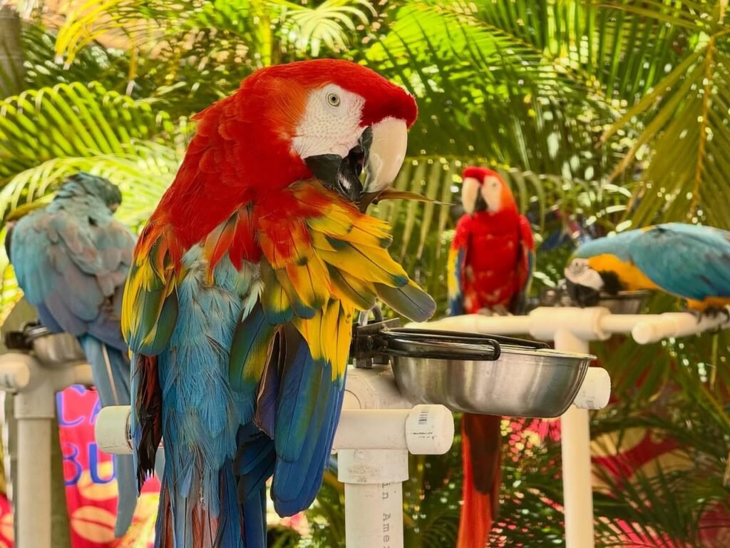 Colorful macaws perch on a white feeding station set against lush green vegetation.