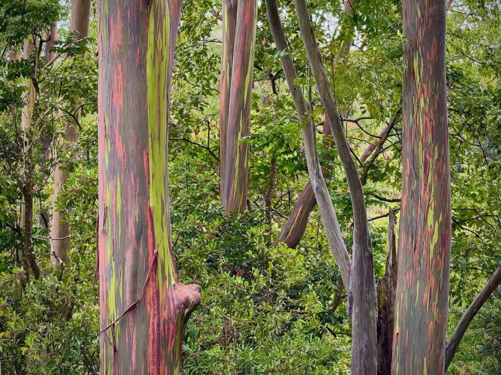 A close-up of rainbow eucalyptus tree trunks with colorful, peeling bark in a lush forest setting.