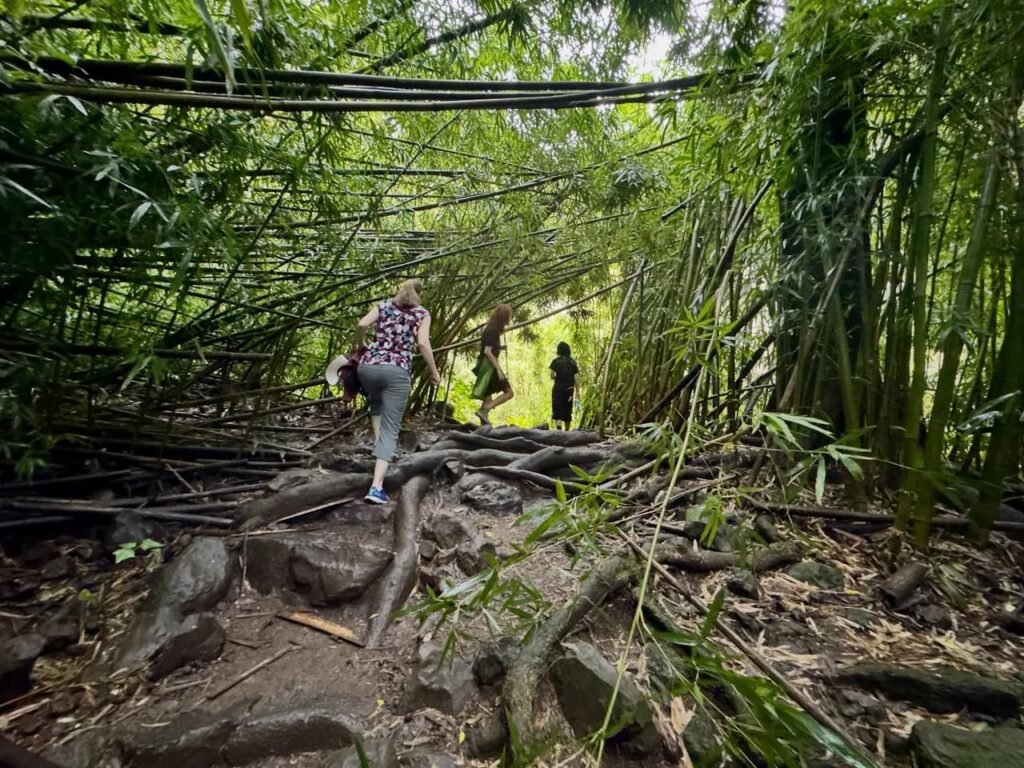 Travelers navigate a rock-lined path beneath a dense canopy of horizontal bamboo branches and undergrowth.
