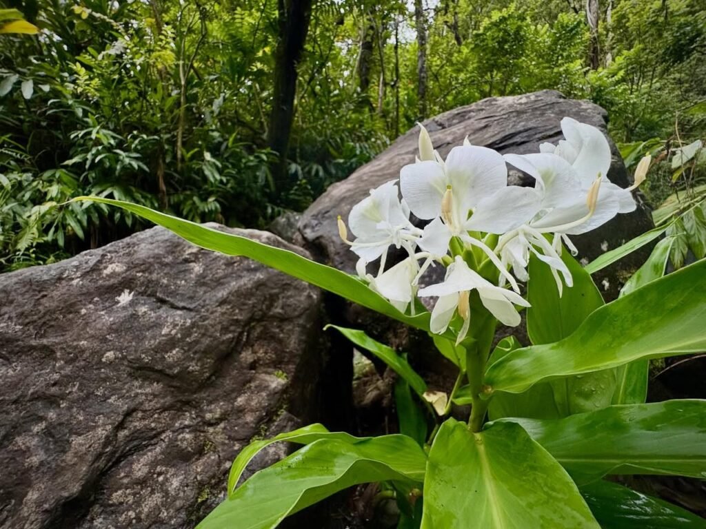 White ginger lily blooms on a rock in a lush tropical forest.