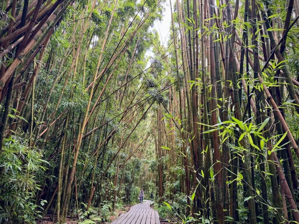A wooden boardwalk winding through dense bamboo stalks with lush greenery overhead. Tall, slender bamboo plants form a natural corridor.