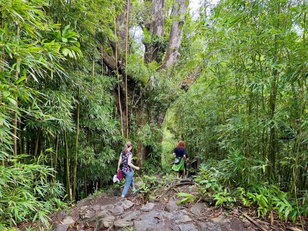 Hikers walking through a dense bamboo forest with tall trees and lush greenery.