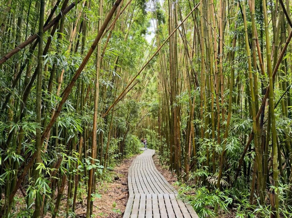 A wooden walkway winds through a dense bamboo forest. This path creates a tranquil forest pathway.