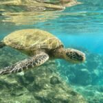 Pipiwai Trail & Waimoku Falls A sea turtle swims gracefully above a rocky seabed in clear turquoise water. The image showcases detailed views of the shell and flippers.