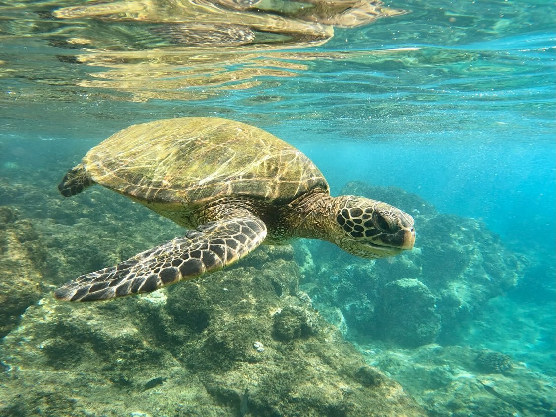 Black Rock, Maui A sea turtle swims gracefully above a rocky seabed in clear turquoise water. The image showcases detailed views of the shell and flippers.