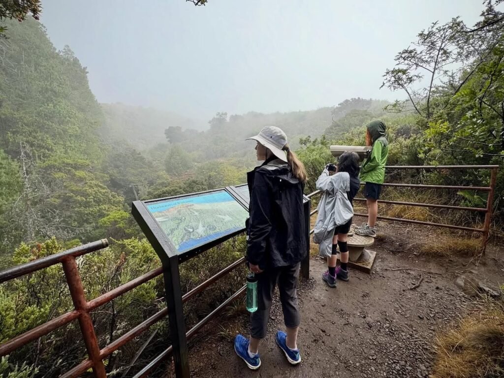 A person in a sun hat stands at a misty forest overlook, reading an informational placard while others gaze at the foggy view.