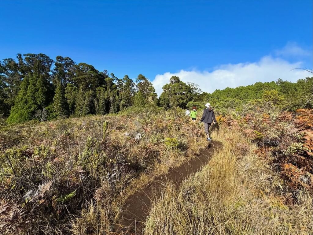 Hikers on a dirt trail through a high meadow filled with manzanita and grasses under a bright blue sky. Tall conifer trees line the ridge in the background.