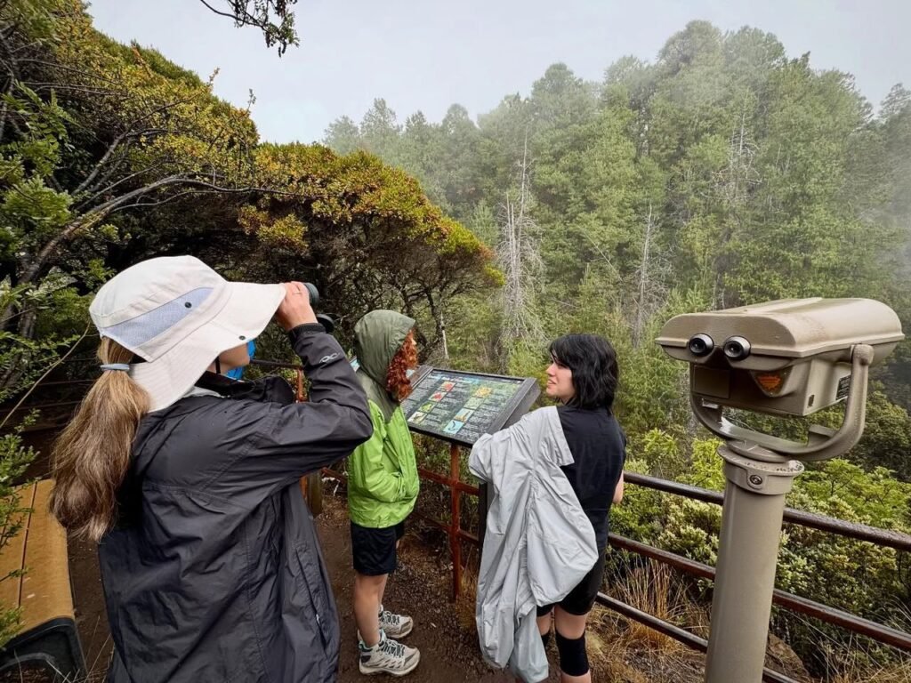Visitors enjoy a foggy view of a dense forest from a scenic overlook with an information panel and coin-operated scope on a misty Pacific Northwest day.
