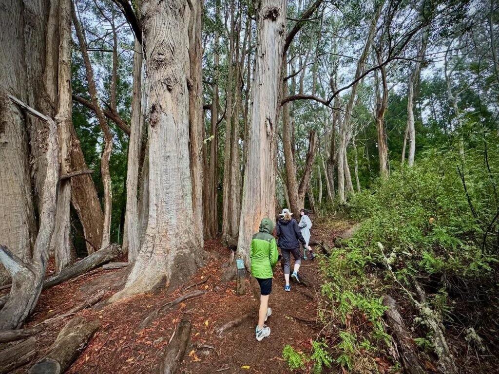 Hikers walking a dirt trail surrounded by towering trees and dappled forest light in a natural woodland setting