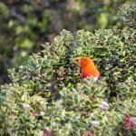 A small orange bird perched on a shrub.