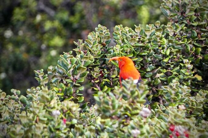 A small orange bird perched on a shrub.
