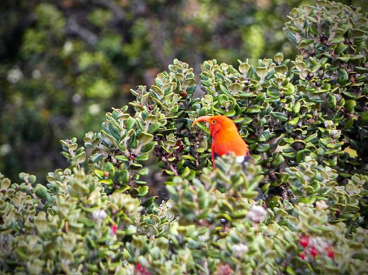 Hosmers Grove Birding A small orange bird perched on a shrub.