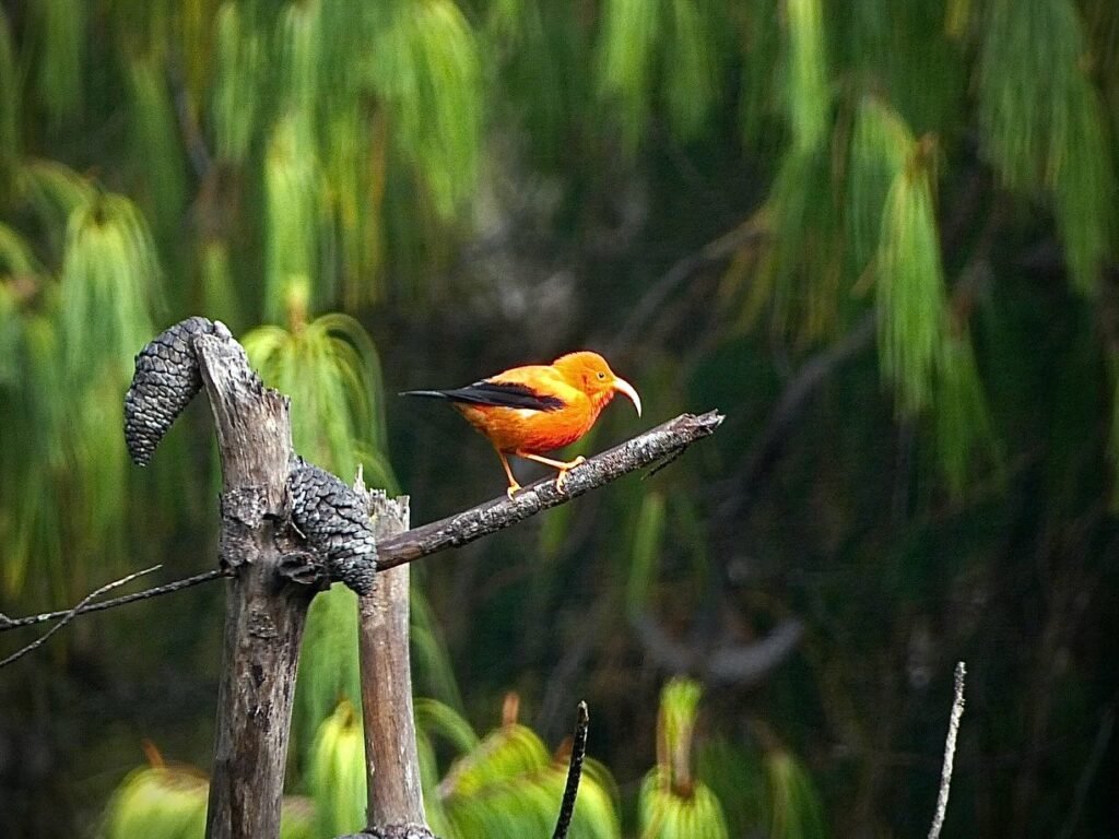 A bright orange and black bird perches on a dry branch. The background is lush green foliage.