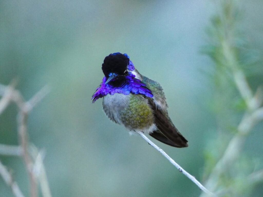 A close-up of a male violet-crowned hummingbird perched on a white string, with a blurred green background.
