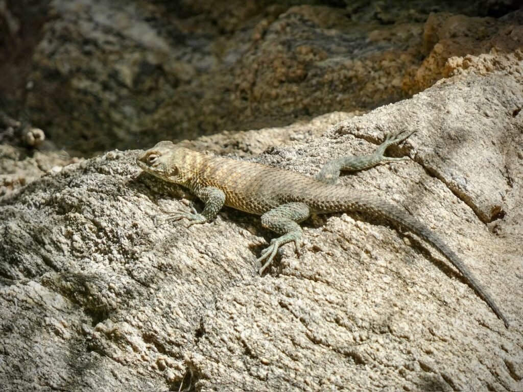 A small lizard rests on a textured rock. The scaled reptile contrasts with the earthy tones of the stone surface.