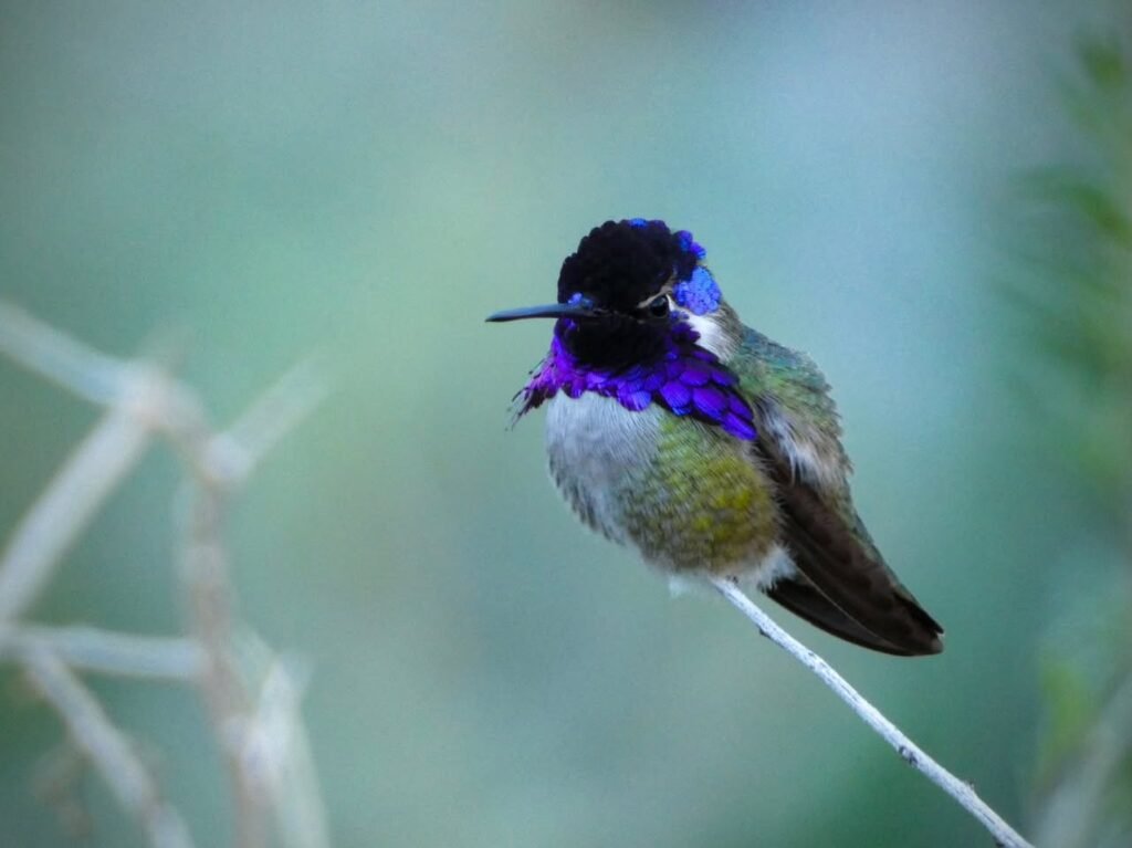 A male hummingbird with iridescent purple plumage perched on a thin branch, showcasing vibrant feathers against a blurred natural background.