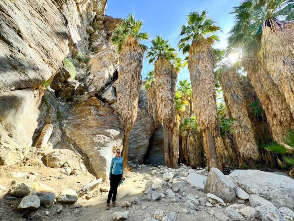 Tall palm trees growing among rocky cliffs.