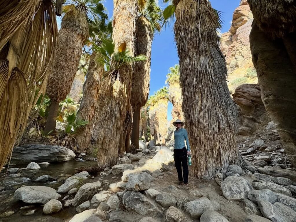 A traveler walks along a rocky path through a grove of towering palm trees. The landscape features a small stream and rugged rocks.