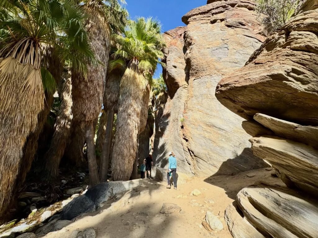 Hikers travel through a narrow slot canyon flanked by tall palm trees and striking red sandstone rock formations under a clear blue sky.