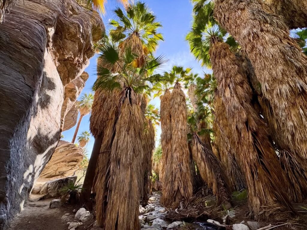 A low-angle view of palm trees with a clear blue sky and rocky terrain.