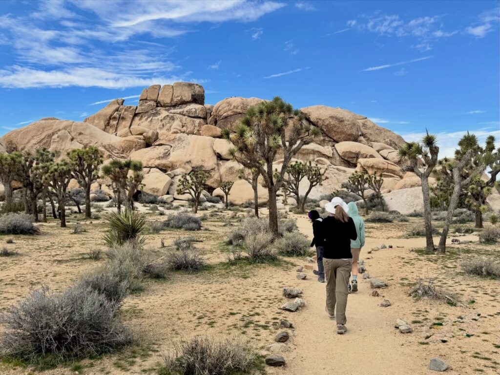 A hiker walks a rocky trail surrounded by Joshua trees and desert flora under a bright blue sky.
