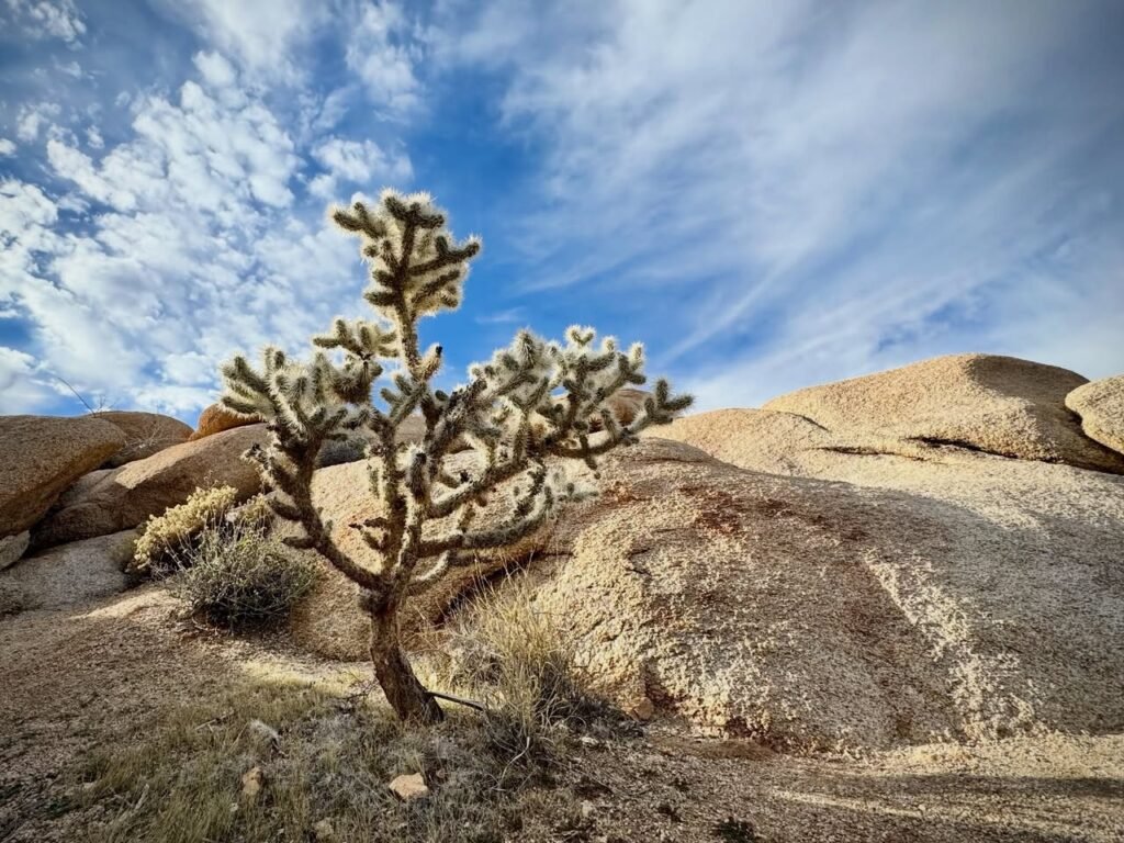 A Jeffrey cactus grows against a backdrop of large rocks and a blue sky in the desert.