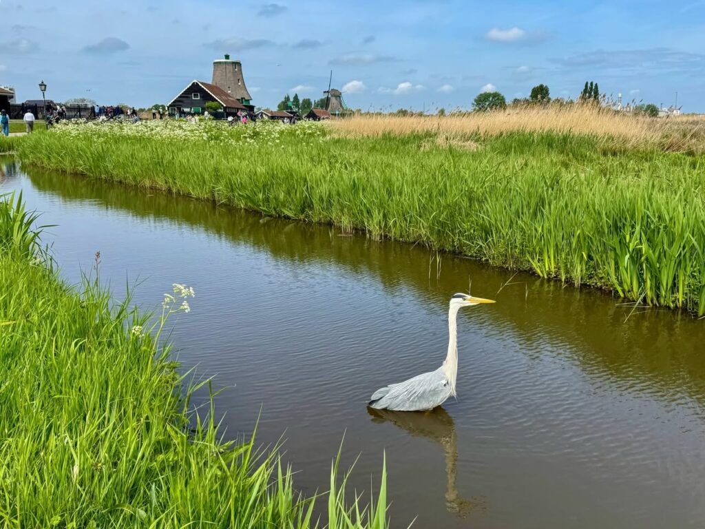 A white egret stands in a calm canal with lush reeds and historic windmills in the background, showcasing the tranquil beauty of nature.