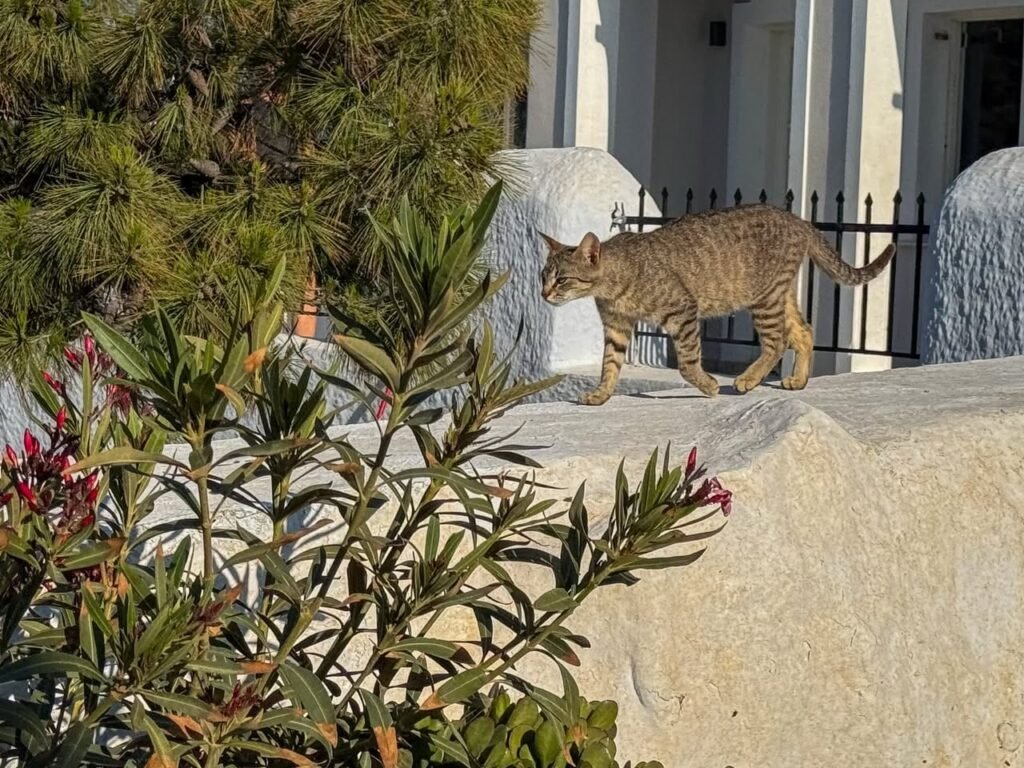 A tabby cat walks along a stone wall near green plants and flowers.