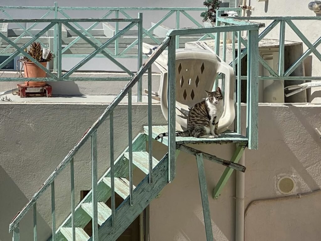 A tabby cat sits on a mint green staircase on a rooftop with railings.