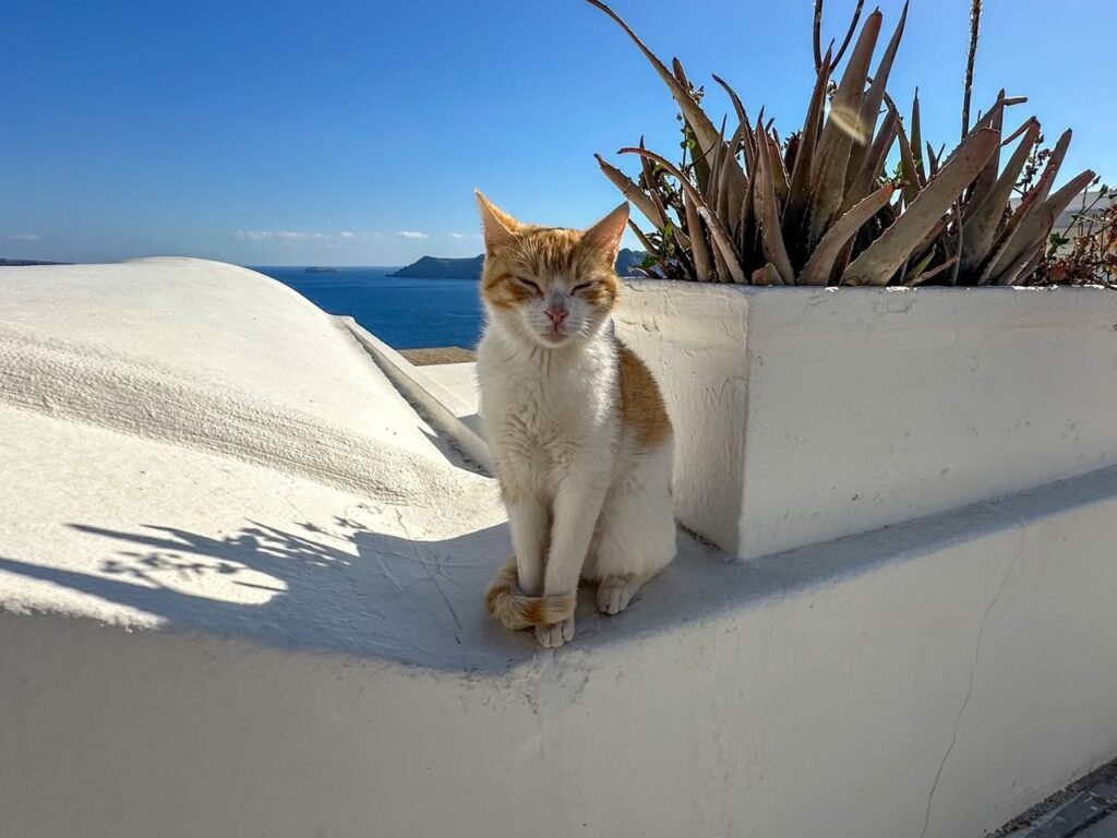 A ginger and white cat sitting on a white wall overlooking the ocean with a clear blue sky. A planter with spiky foliage is positioned next to the cat.