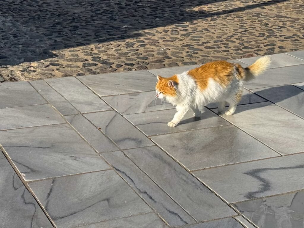 A fluffy orange and white cat walks across a stone tile path near cobblestones. The cat is captured in motion on a sunny day.