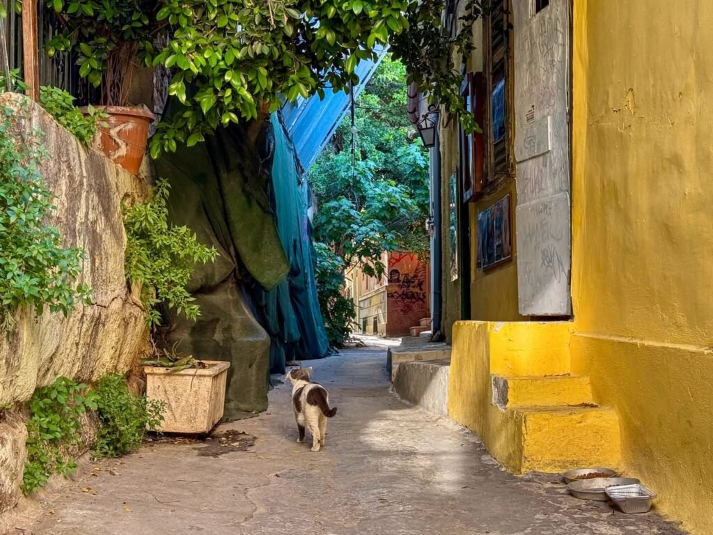 A cat walks through a narrow alleyway lined with vibrant yellow walls and lush greenery.