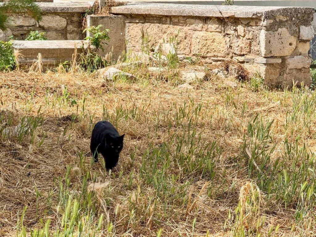 A small black lamb grazes in a field of dry, golden grass and green shoots. In the background, a rustic wall made of large, weathered stone blocks provides a historic setting.