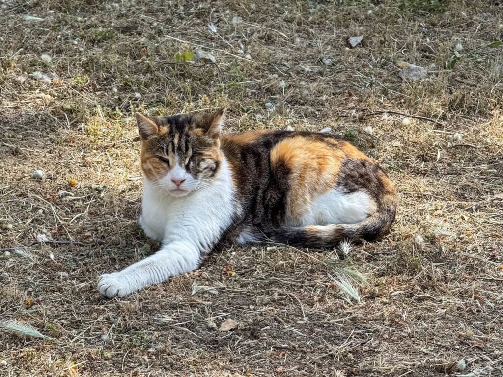 A calico cat with orange, black, and white fur lies comfortably on dry grass. The image captures a peaceful moment with a neighborhood feline.