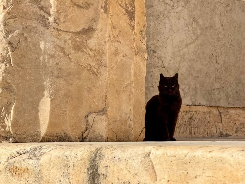 A sleek black cat perches on a weathered stone ledge, offering a striking contrast against the warm tones of the ancient wall.