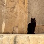 Athens A sleek black cat perches on a weathered stone ledge, offering a striking contrast against the warm tones of the ancient wall.