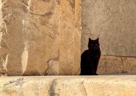 A sleek black cat perches on a weathered stone ledge, offering a striking contrast against the warm tones of the ancient wall.