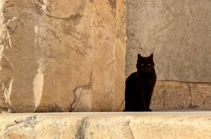 A sleek black cat perches on a weathered stone ledge, offering a striking contrast against the warm tones of the ancient wall.