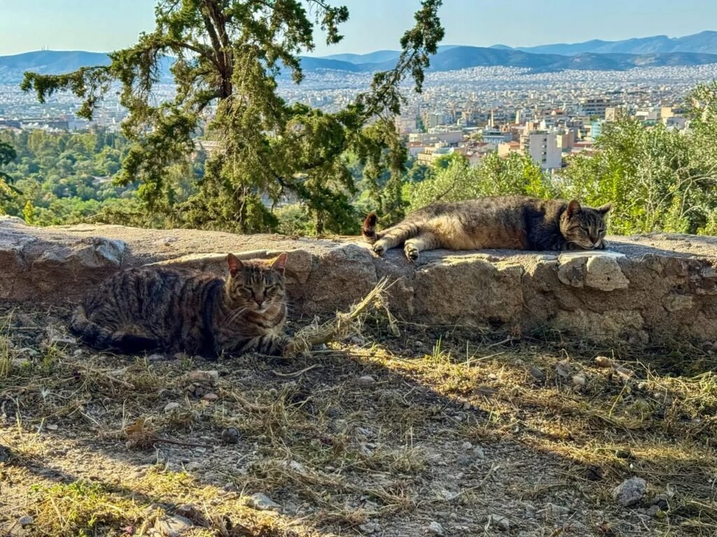 Two cats resting on a stone wall with a panoramic city view in the background.