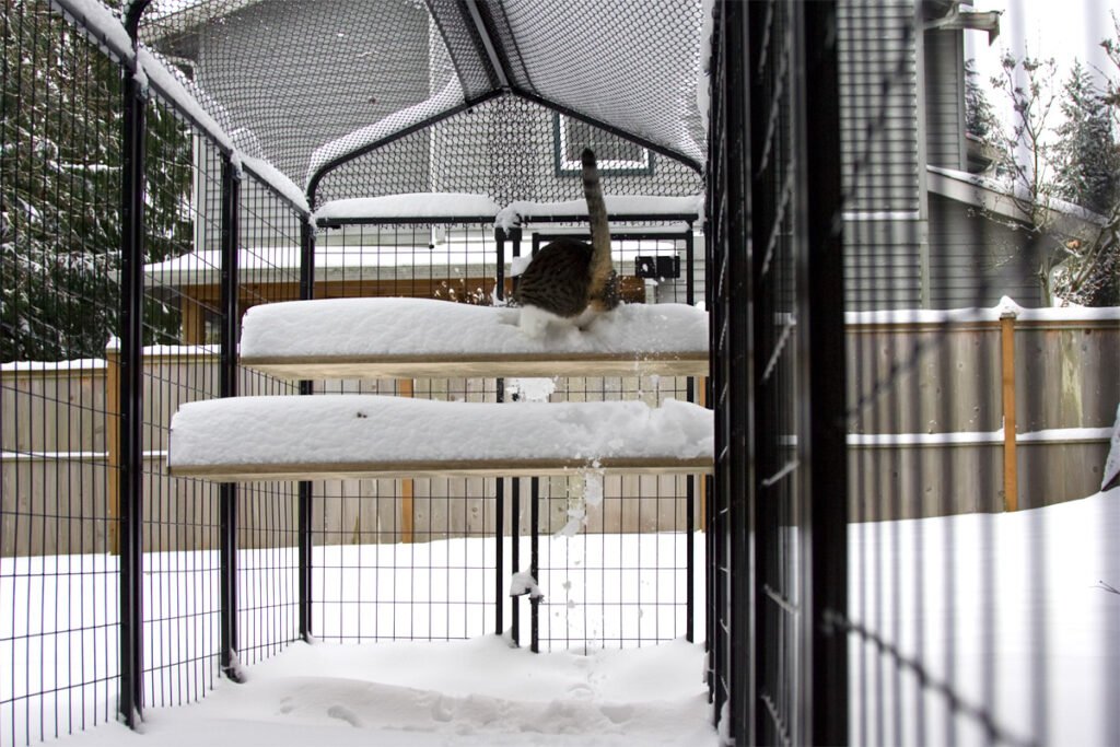 A cat exploring its snowy catio environment, surrounded by covered lounges and a fenced enclosure.