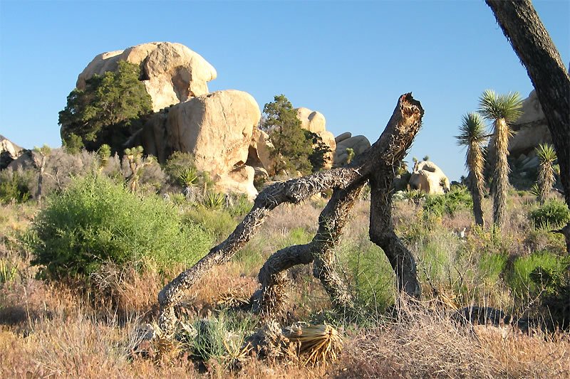 Joshua Tree Landscape with Yuccas