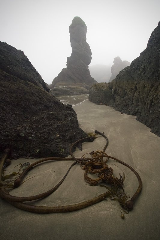Driftwood on a Foggy Pacific Northwest Beach