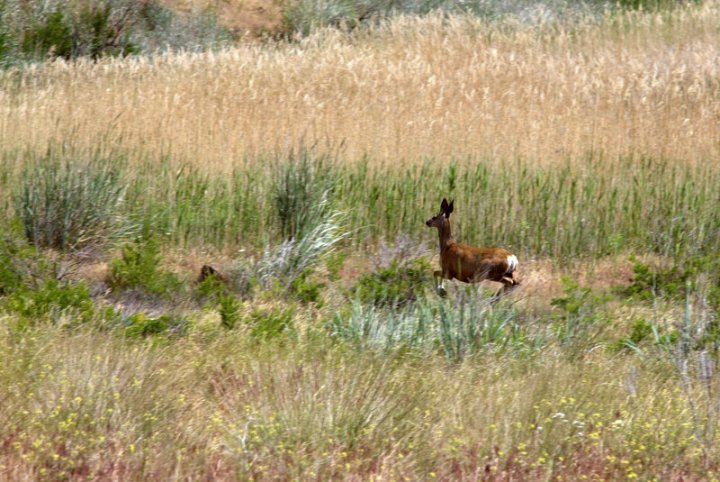 A baby pronghorn calf with a white rump stands in tall golden grass.
