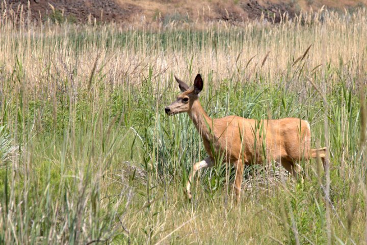 A mountain goat grazes in a grassy field with tall grasses surrounding it.