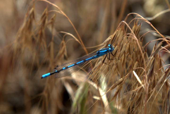 A blue dragonfly rests on dry brown grass in a natural field setting.