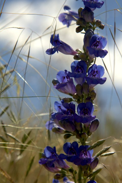 Blue Delphinium flowers bloom along a stem surrounded by tall, dry grass. The backdrop of blue sky highlights the soft movement of the plants.