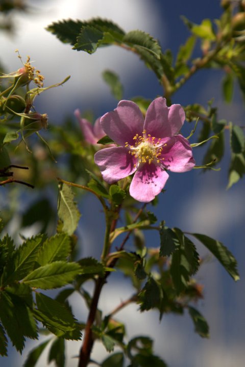 A delicate pink wildflower blooms with green leaves against a clear blue sky.