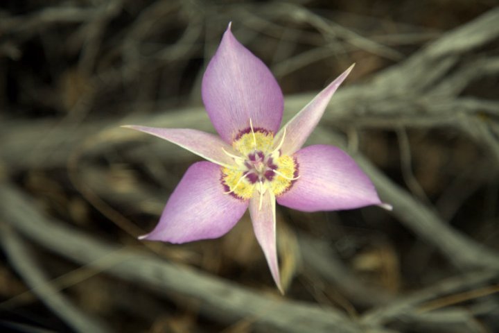A close-up of a purple cactus flower with a yellow center growing among dry twigs.