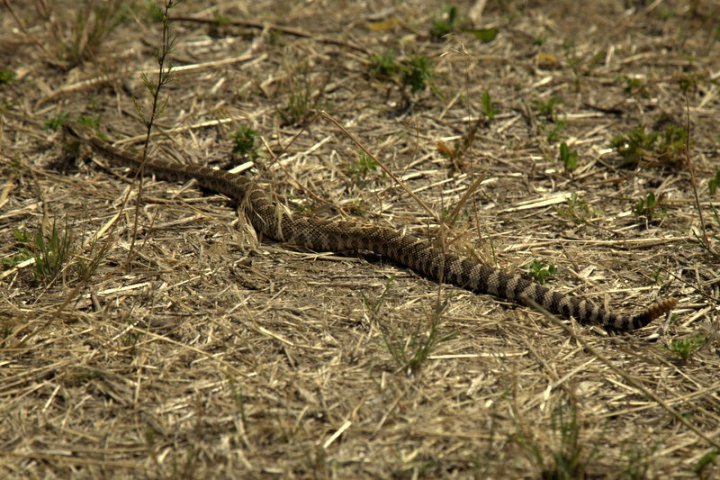 A snake with distinct black and tan banding slithers slowly across dry grass and straw. Spotted by travelers exploring the Pacific Northwest outdoors.