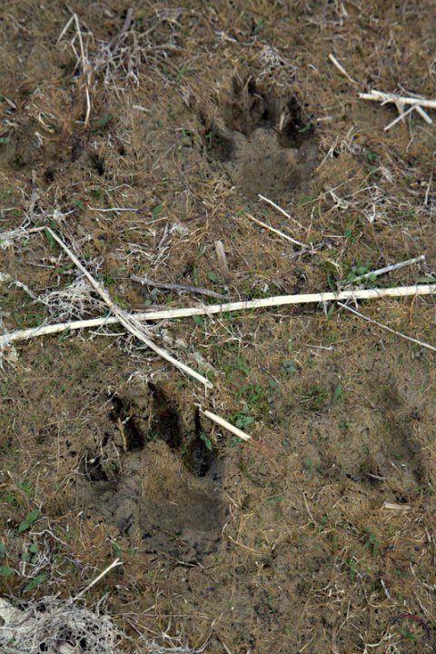Wild animal tracks are pressed into the muddy earth.